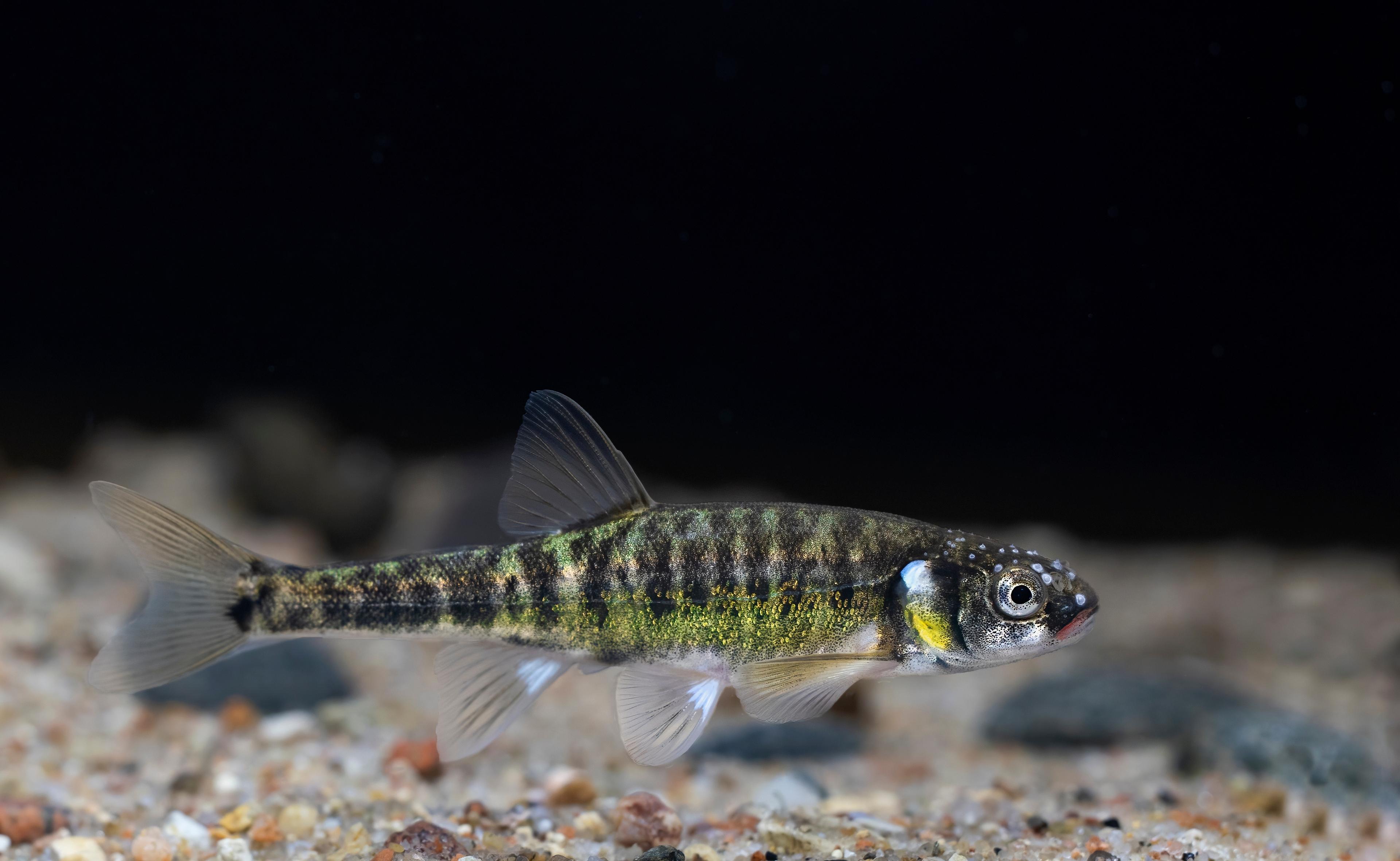 A photo of European minnow