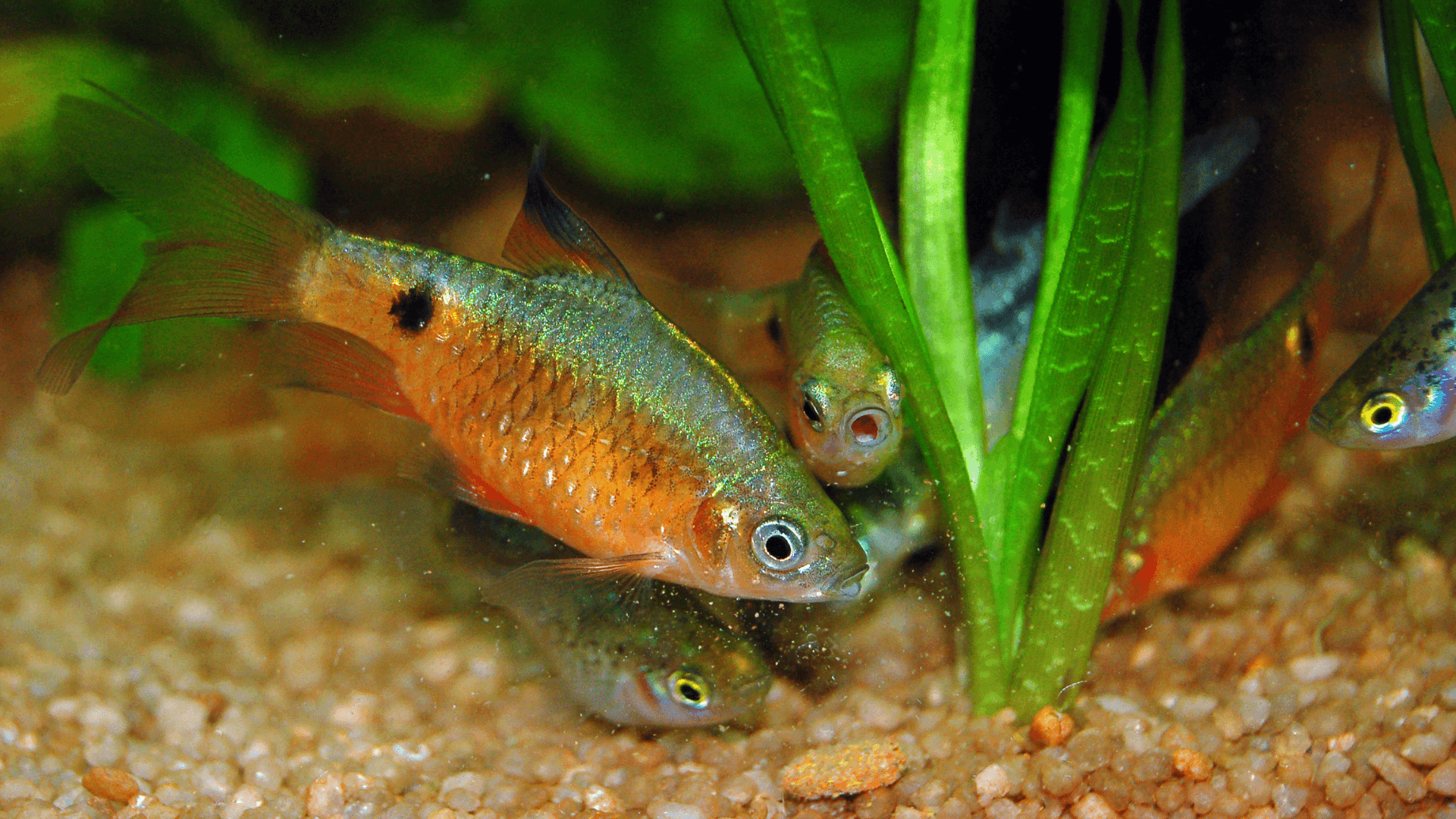 A photo of Rosy barb