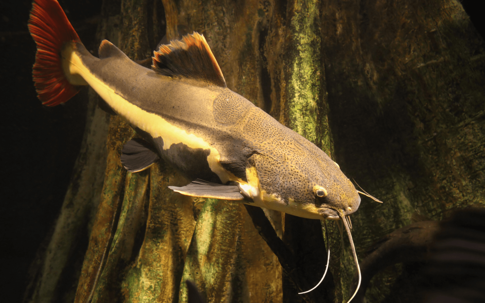 Large red tailed catfish