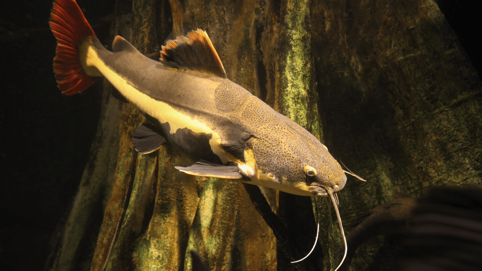 A photo of Redtail catfish