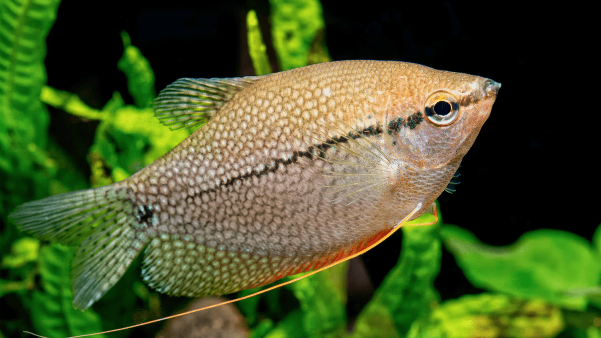 An image of a Pearl gourami