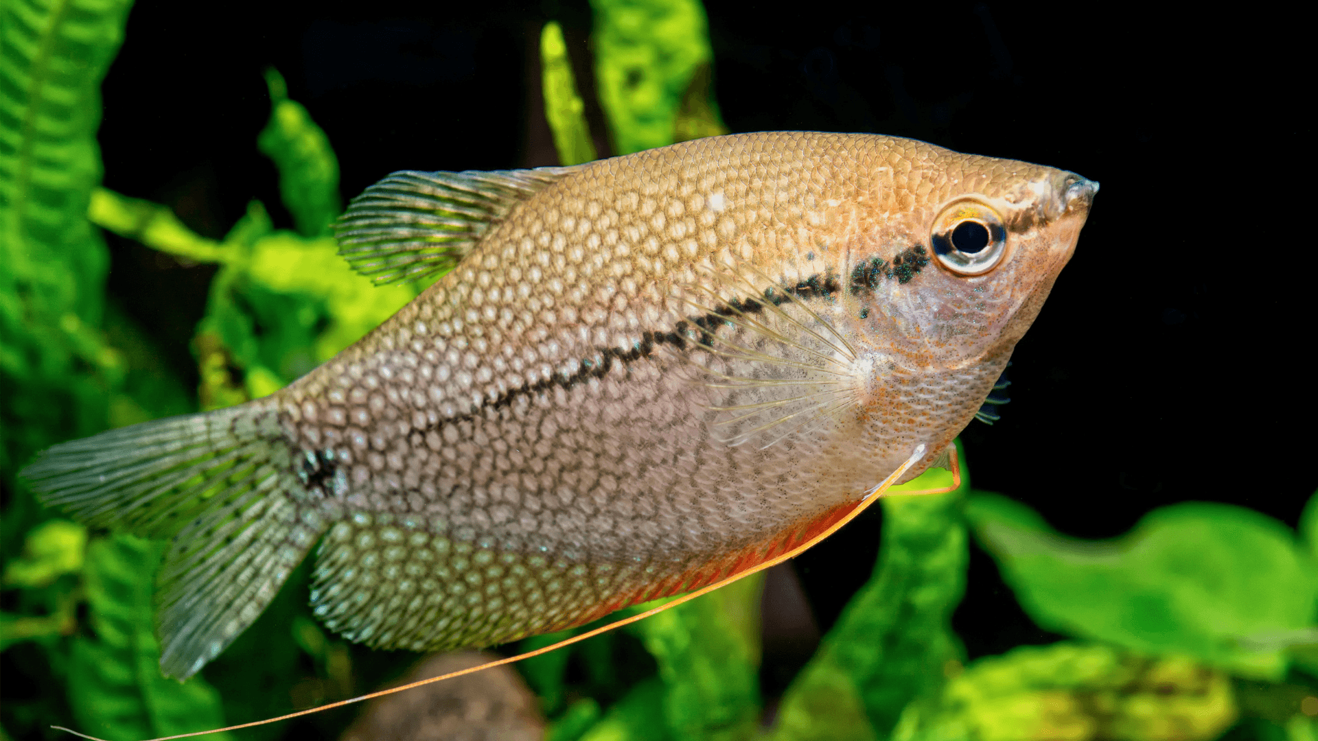 A photo of Pearl gourami