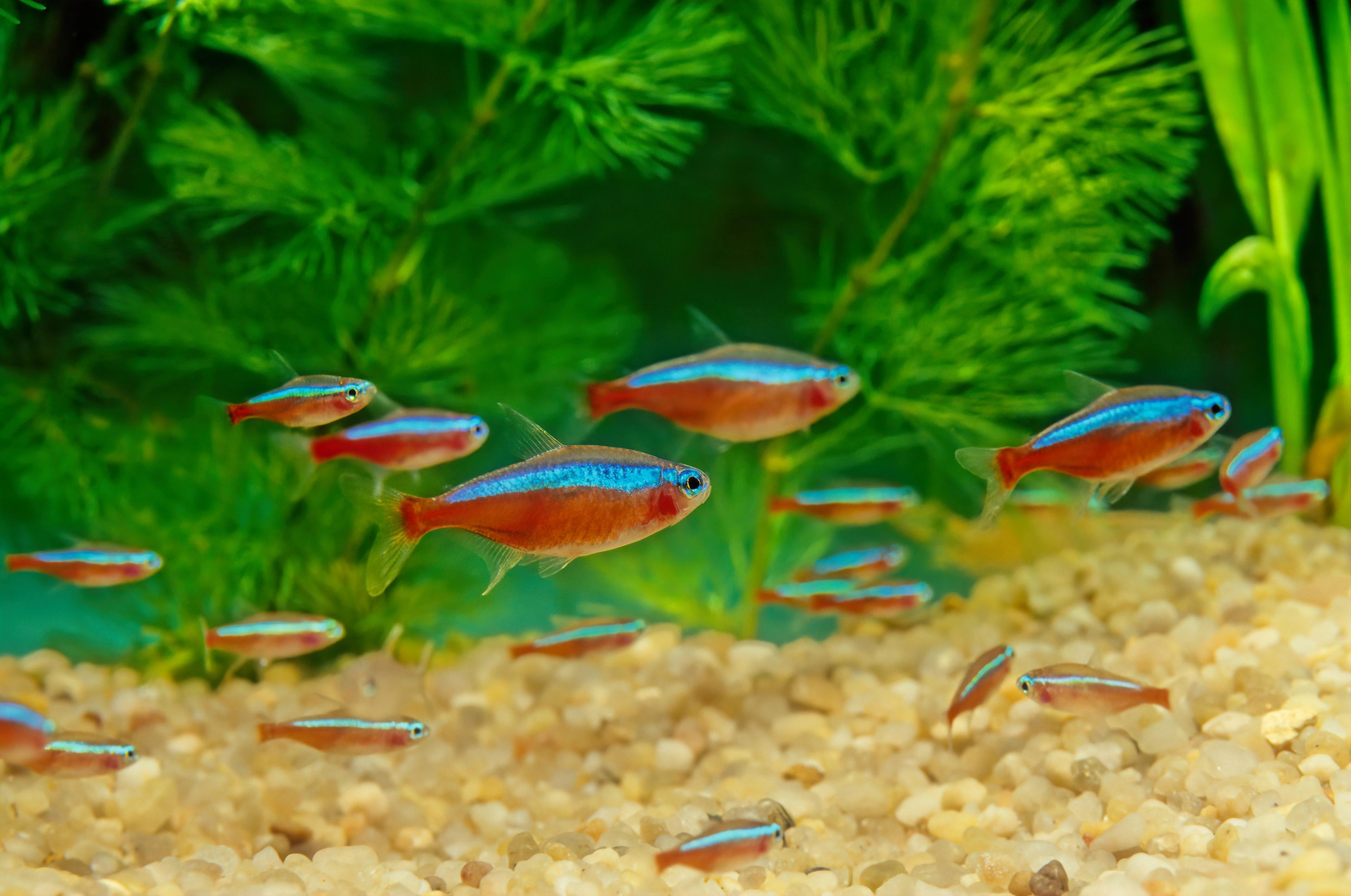 A photo of Tetras