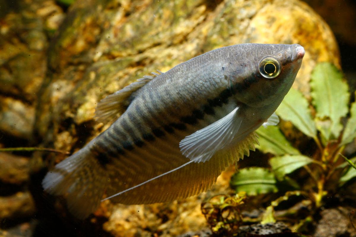 An image of a Snakeskin gourami