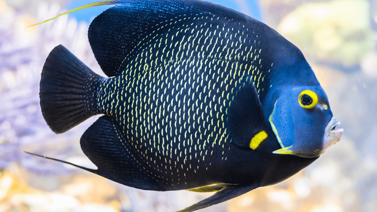 An image of a Passer angelfish