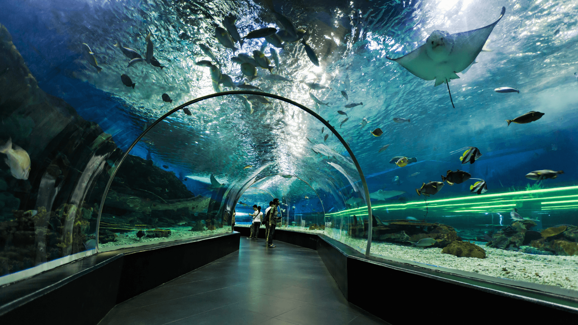 A photo of The Best Aquariums in the World