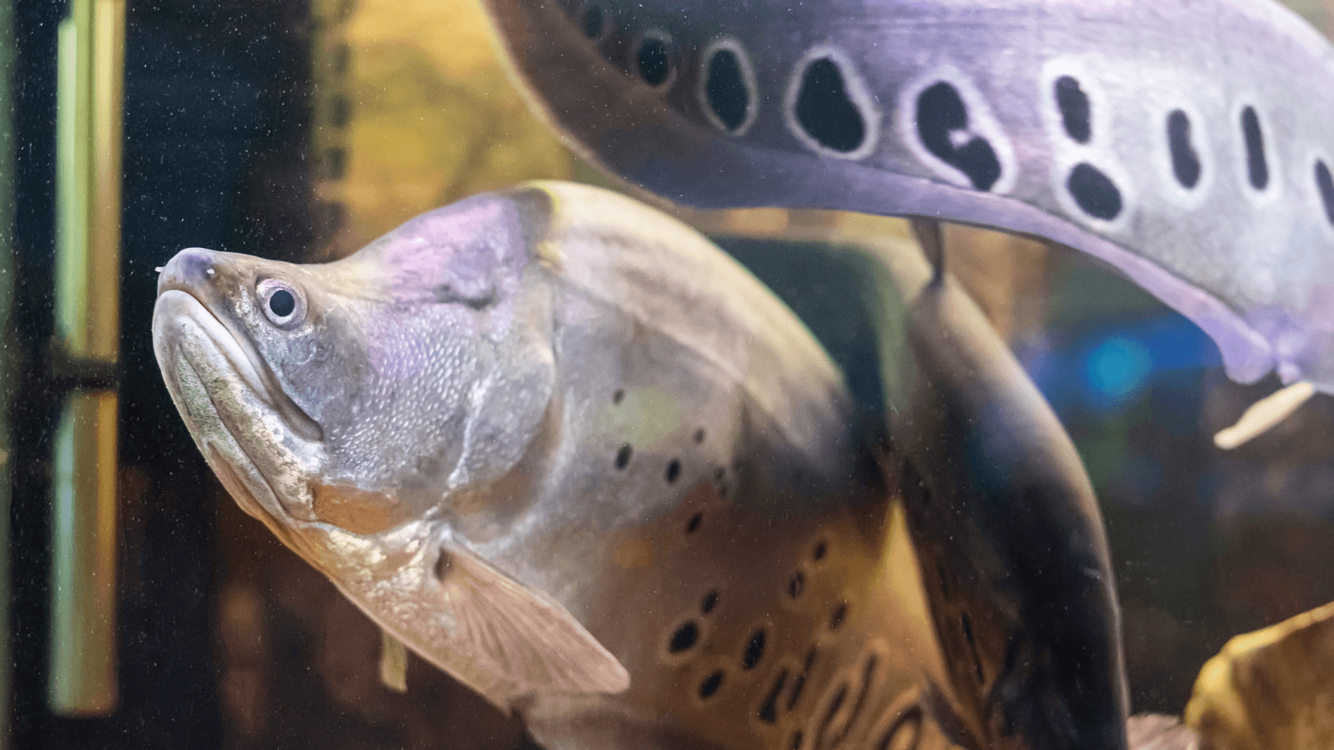 An image of a Clown knifefish