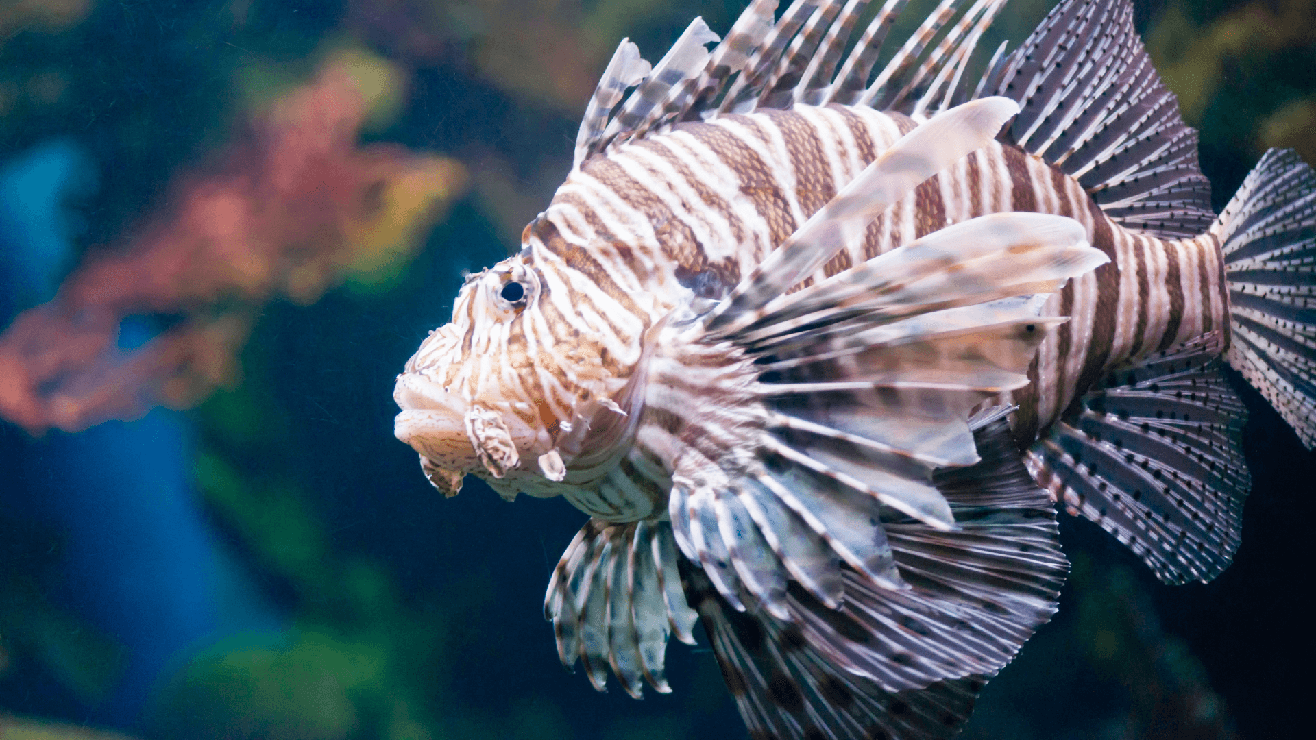 A photo of The Most Venomous Fish in the World