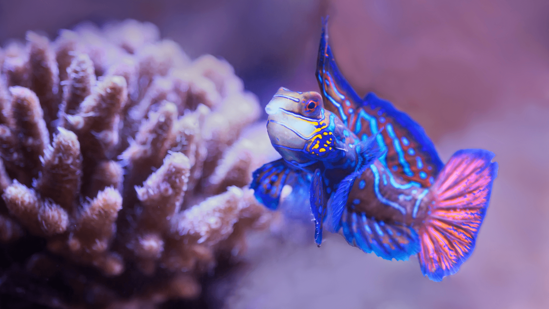 A photo of Mandarinfish