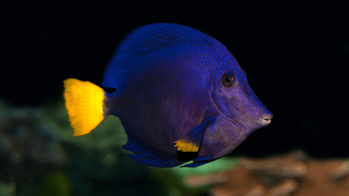An image of a Purple tang
