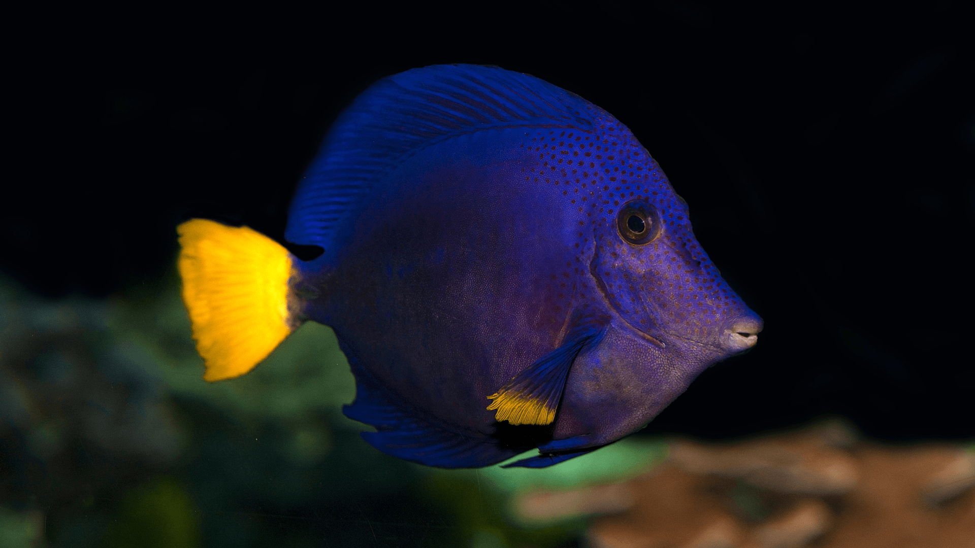 A photo of Purple tang
