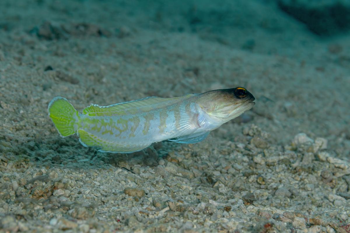 An image of a Black cap jawfish