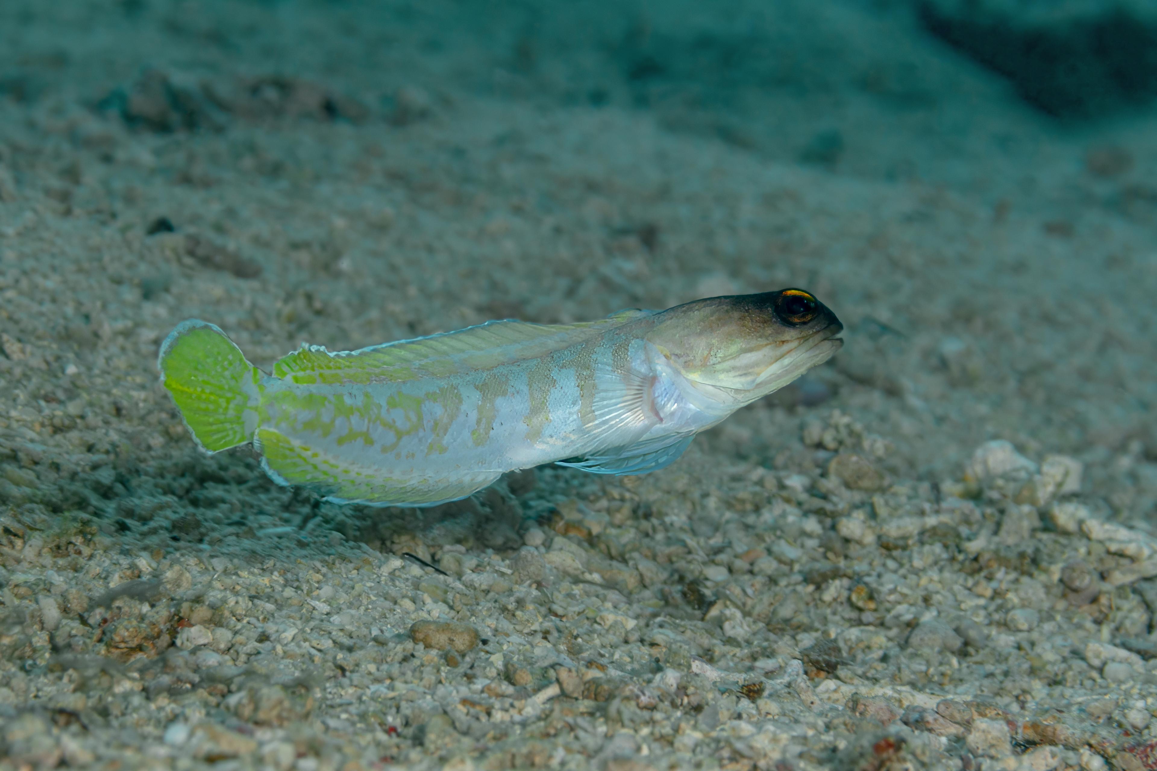 A photo of Black cap jawfish