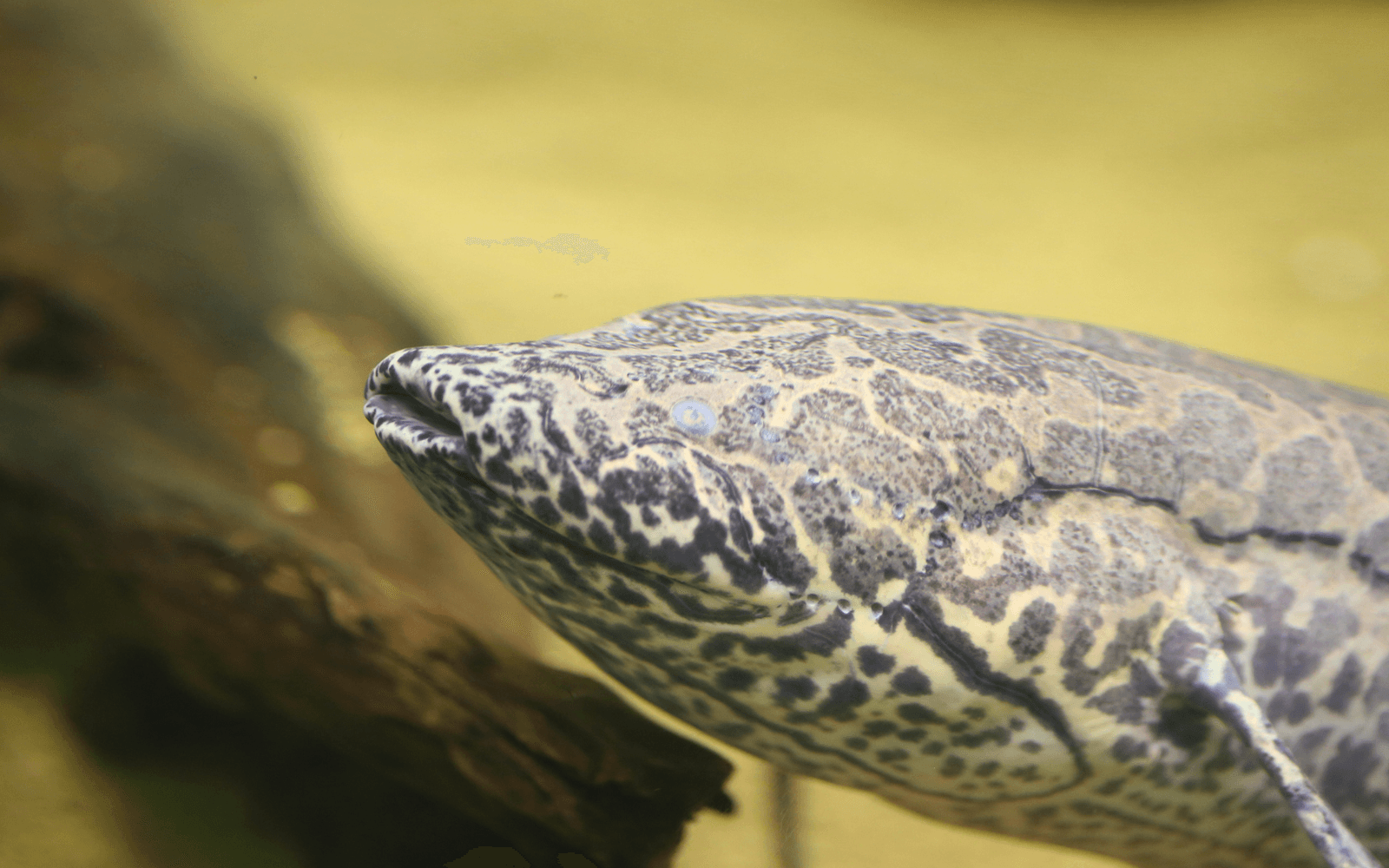 The unique African lung fish with leopard like skin 