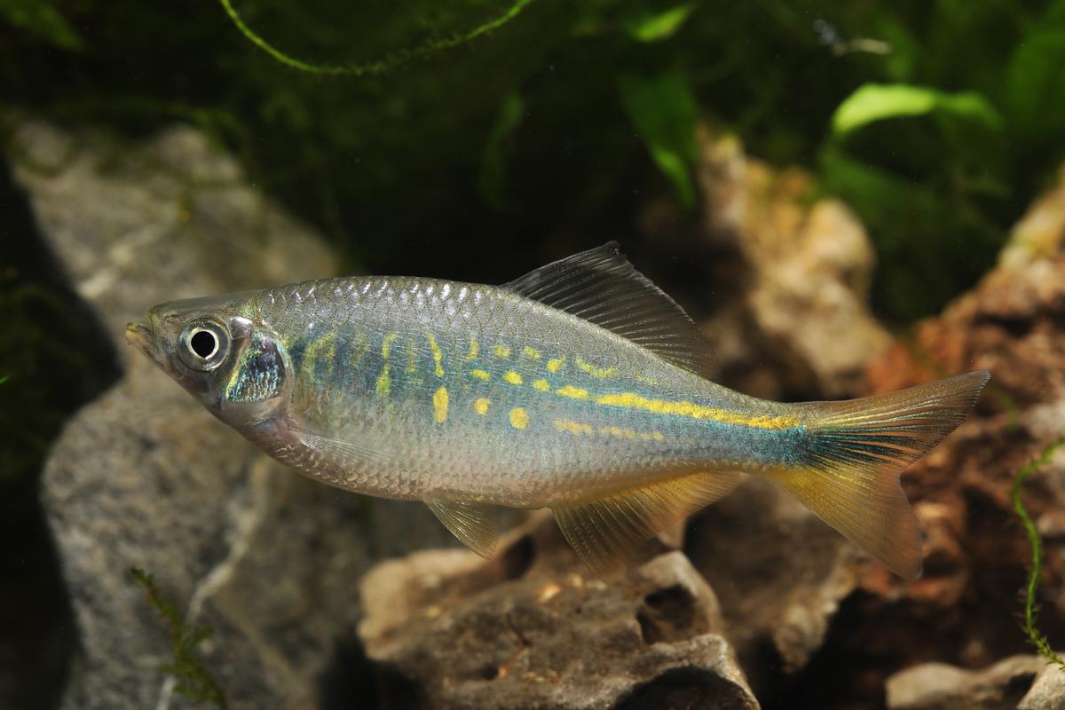 An image of a Bengal danio