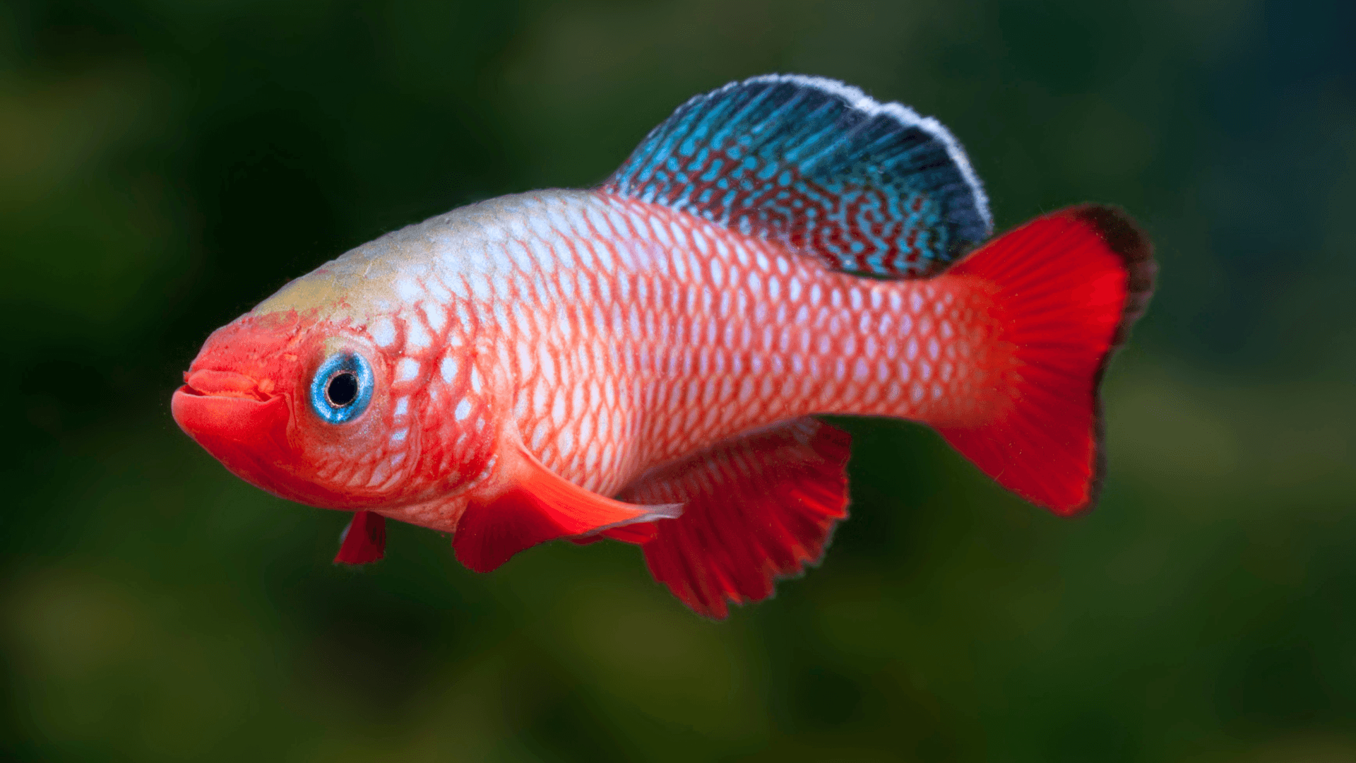 A photo of Killifish