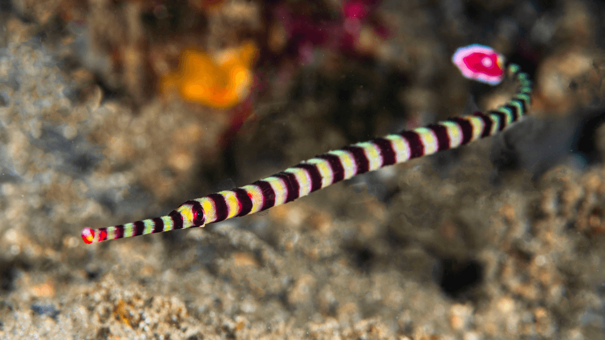 An image of a Banded pipefish