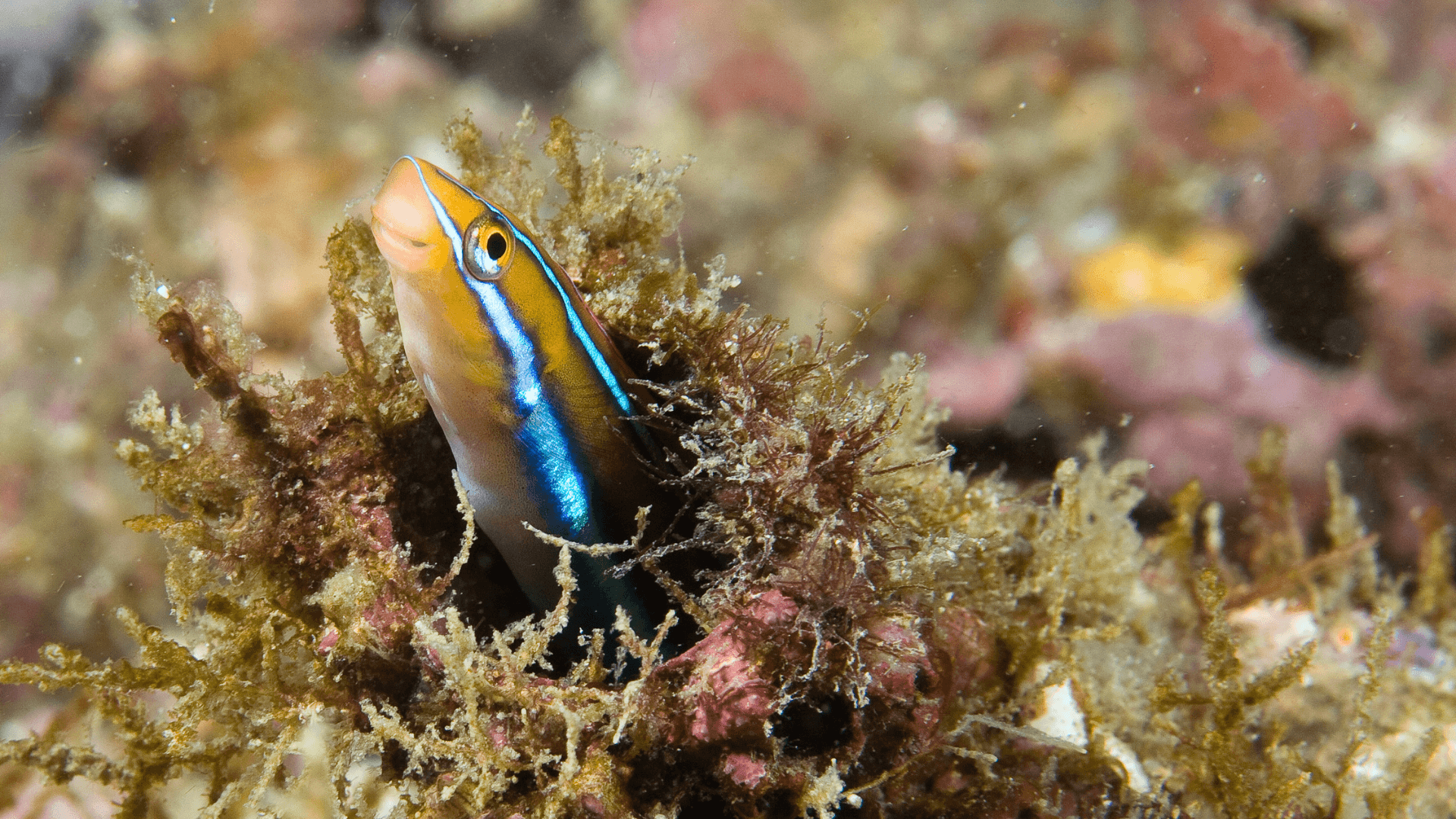 A photo of Blennies