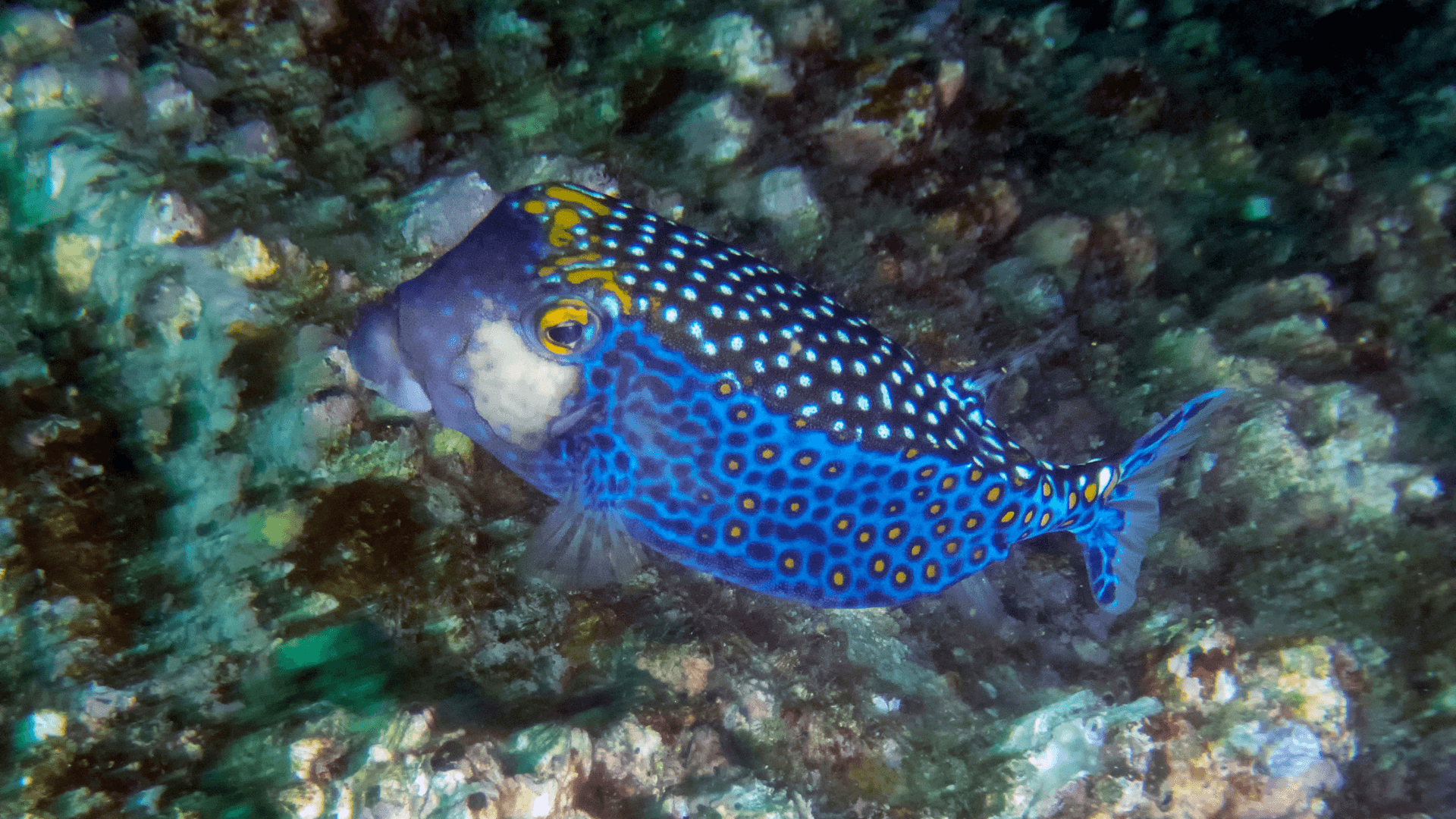 A photo of Hawaiian blue puffer