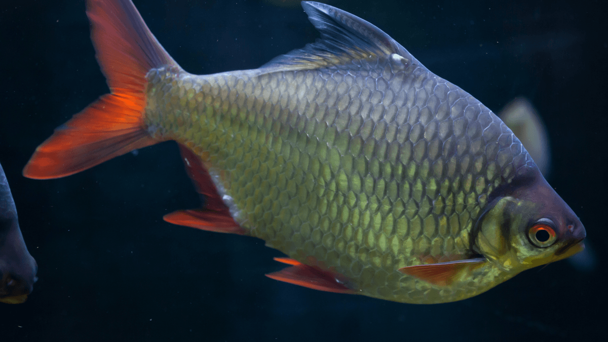 An image of a Tinfoil barb