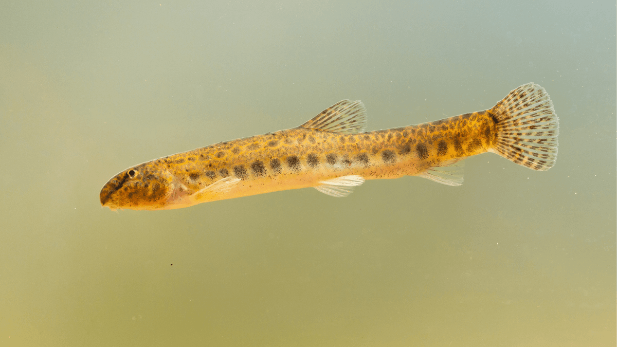 An image of a Weather Loach