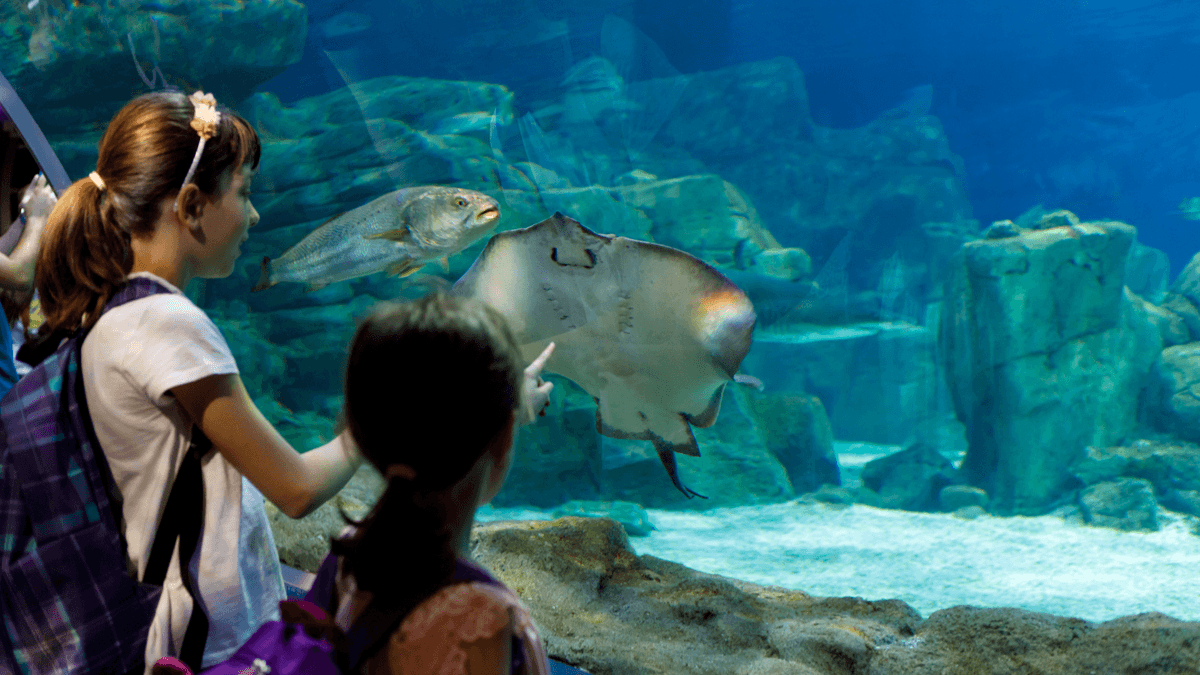 Gift Ideas for Kids Who Like Aquariums and Marine Life An image of Gift Ideas for Kids Who Like Aquariums and Marine Life