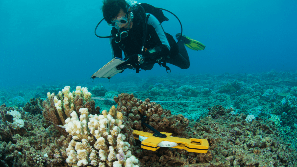 Ocean Conservation Organizations Worldwide An image of Ocean Conservation Organizations Worldwide