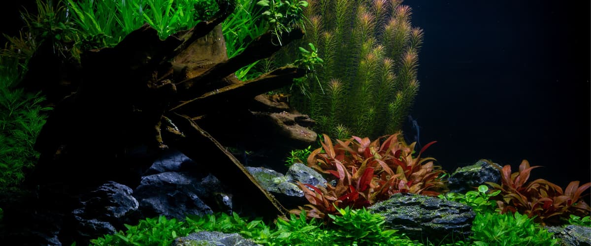 The Critical Role of pH in Aquariums An image of The Critical Role of pH in Aquariums