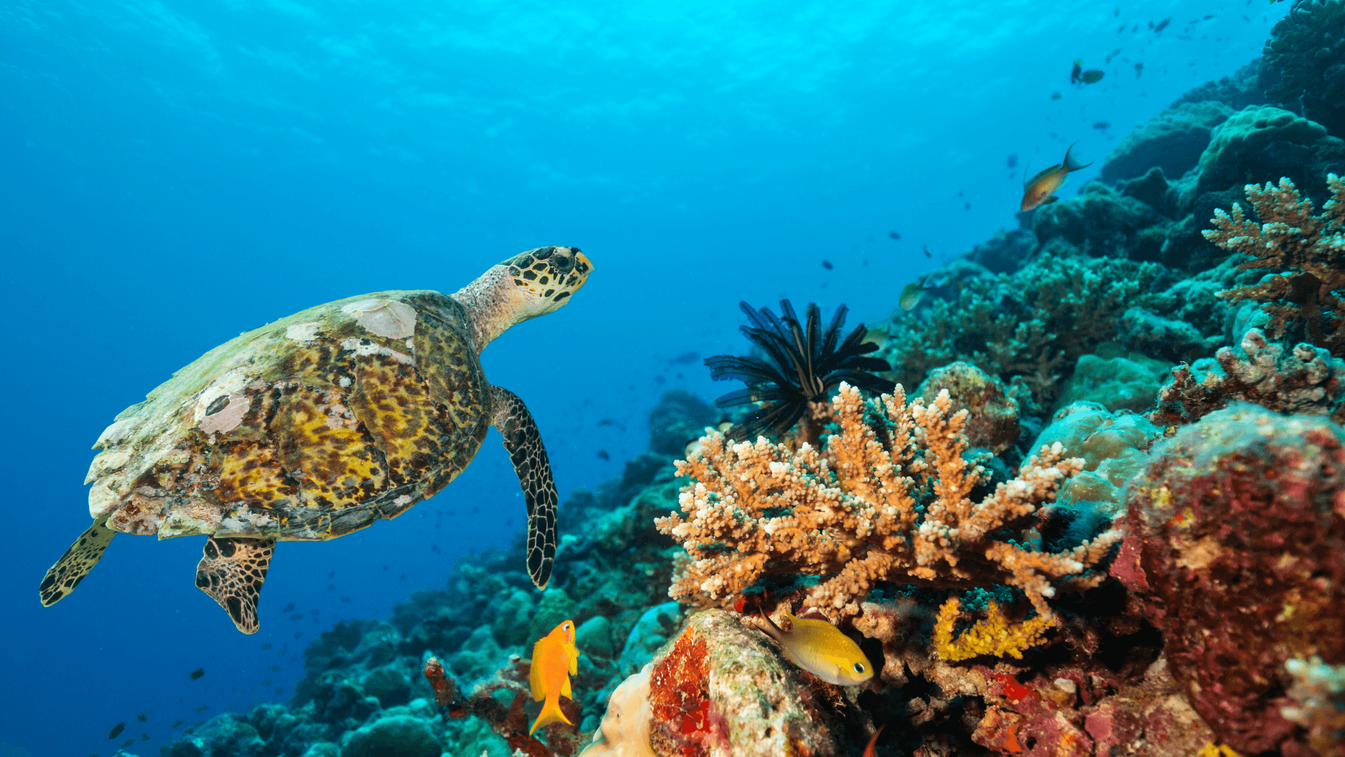 Getting Involved in Marine Conservation An image of Getting Involved in Marine Conservation