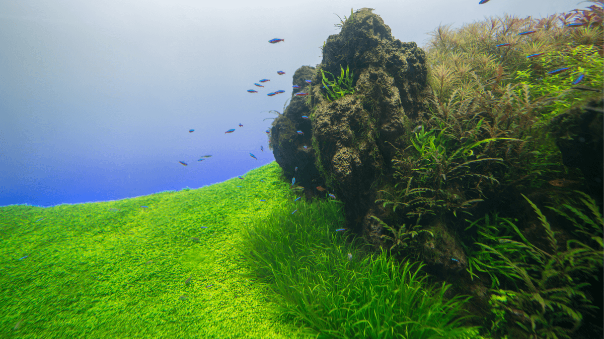Key equipment every aquascaper needs An image of Key equipment every aquascaper needs