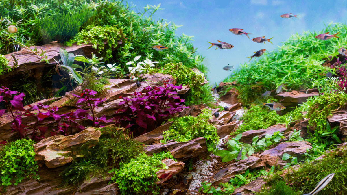 The Science of Dosing in Aquariums An image of The Science of Dosing in Aquariums