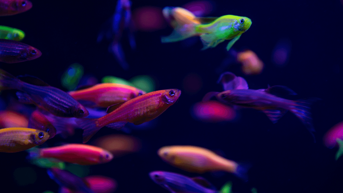 Genetic Breeding in Aquarium Fish An image of Genetic Breeding in Aquarium Fish