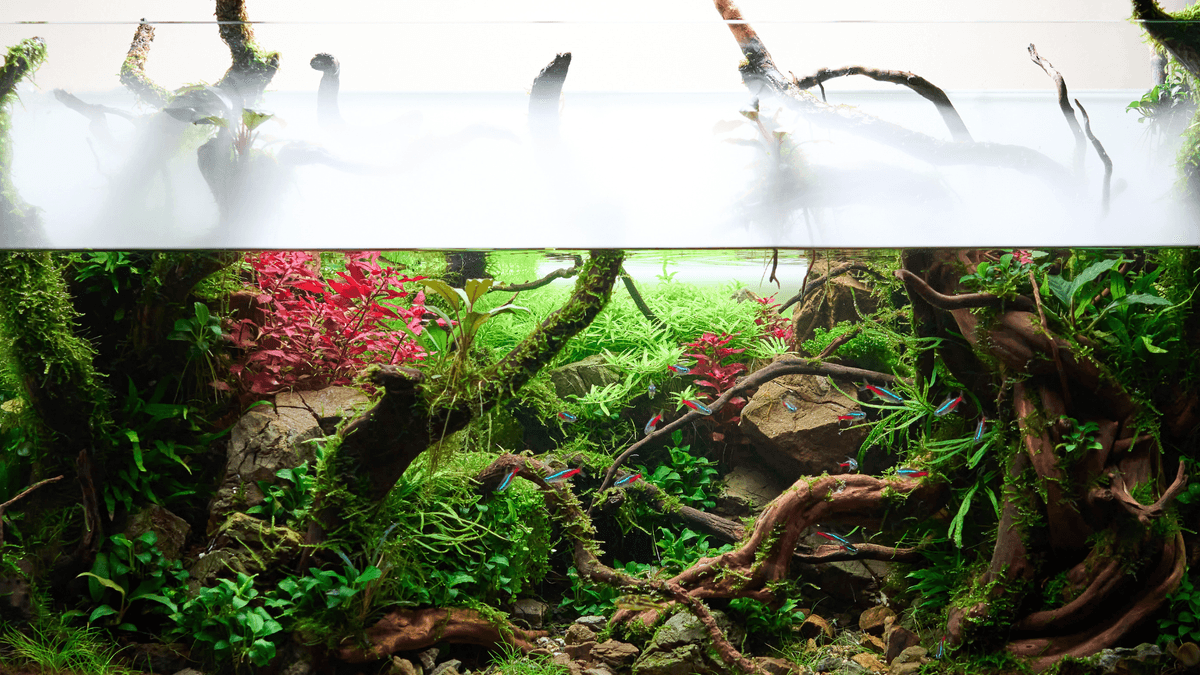 Exploring the Diverse World of Aquarium Woods An image of Exploring the Diverse World of Aquarium Woods