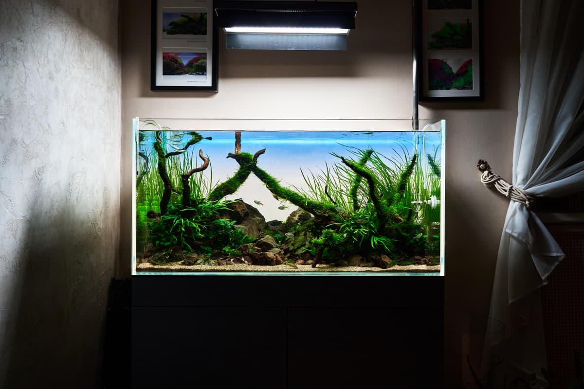 The World’s Best Aquascapers An image of The World’s Best Aquascapers