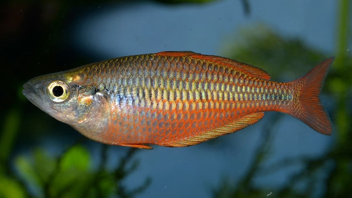 Lake Kurumoi rainbowfish An image of Lake Kurumoi rainbowfish