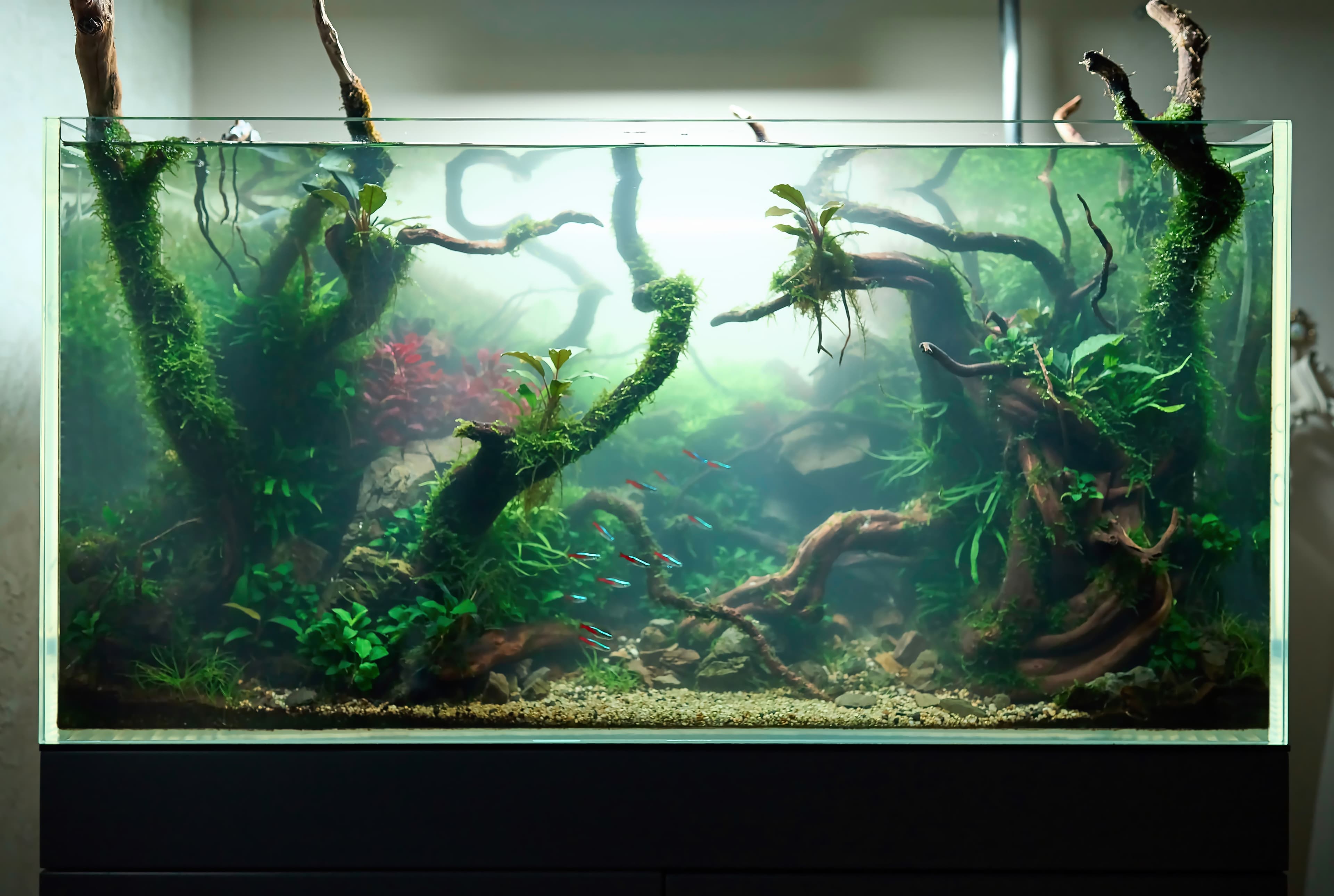Understanding Cloudy Aquarium Water An image of Understanding Cloudy Aquarium Water