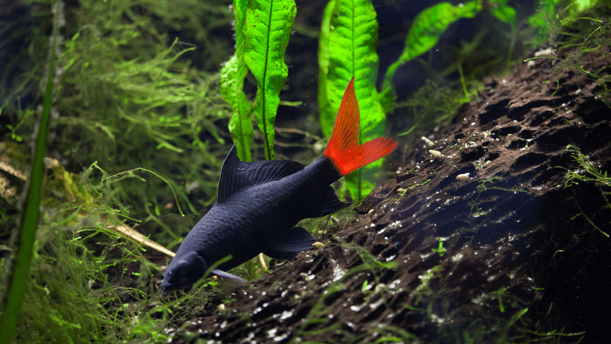 Aquarium Fish Extinct in the Wild but Alive in Trade An image of Aquarium Fish Extinct in the Wild but Alive in Trade