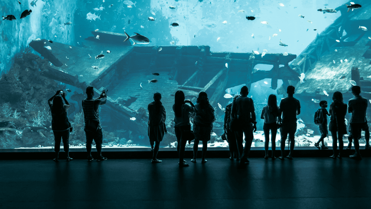 Aquariums in Popular Culture An image of Aquariums in Popular Culture