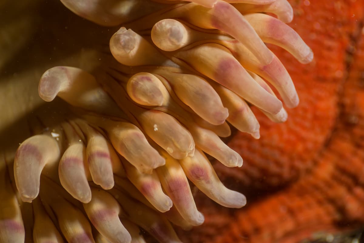 Creating a Vibrant Anemone Marine Tank Experience An image of Creating a Vibrant Anemone Marine Tank Experience