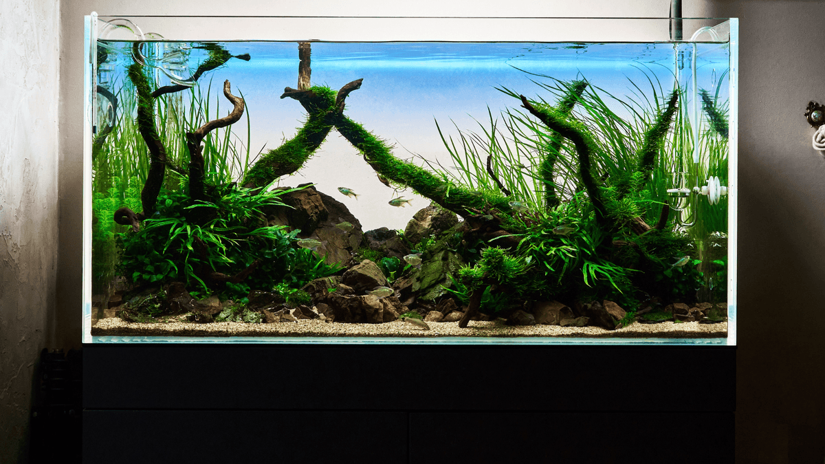 Nations at the Forefront of Aquascaping An image of Nations at the Forefront of Aquascaping