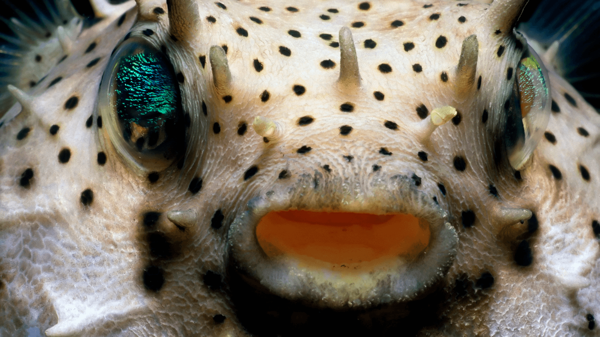 The Alien Inhabitants of Tropical Aquariums An image of The Alien Inhabitants of Tropical Aquariums