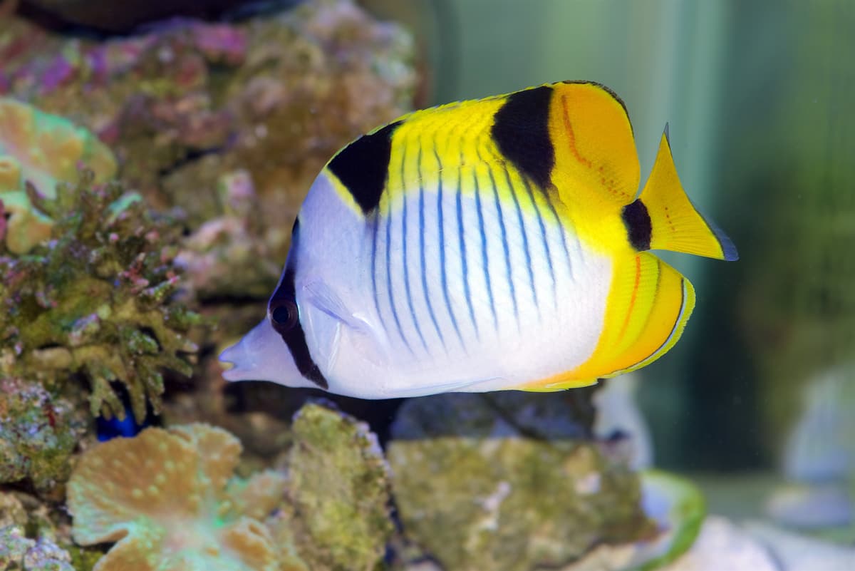 Blackwedged butterflyfish An image of Blackwedged butterflyfish