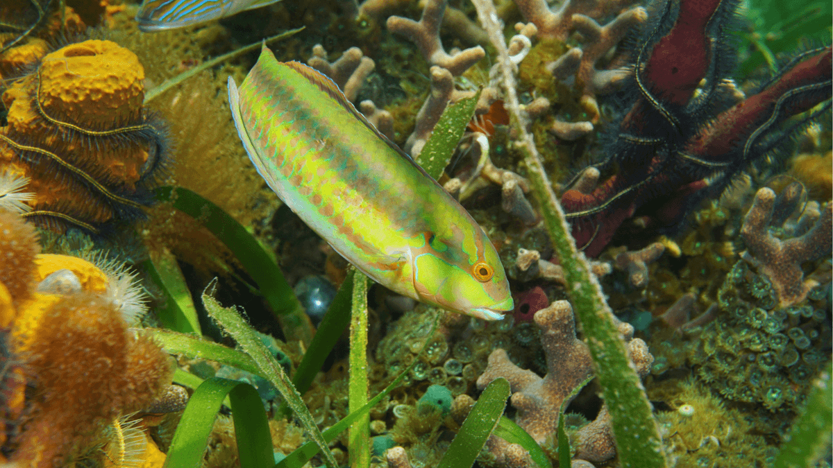 The Whimsical World of Fish Nomenclature An image of The Whimsical World of Fish Nomenclature