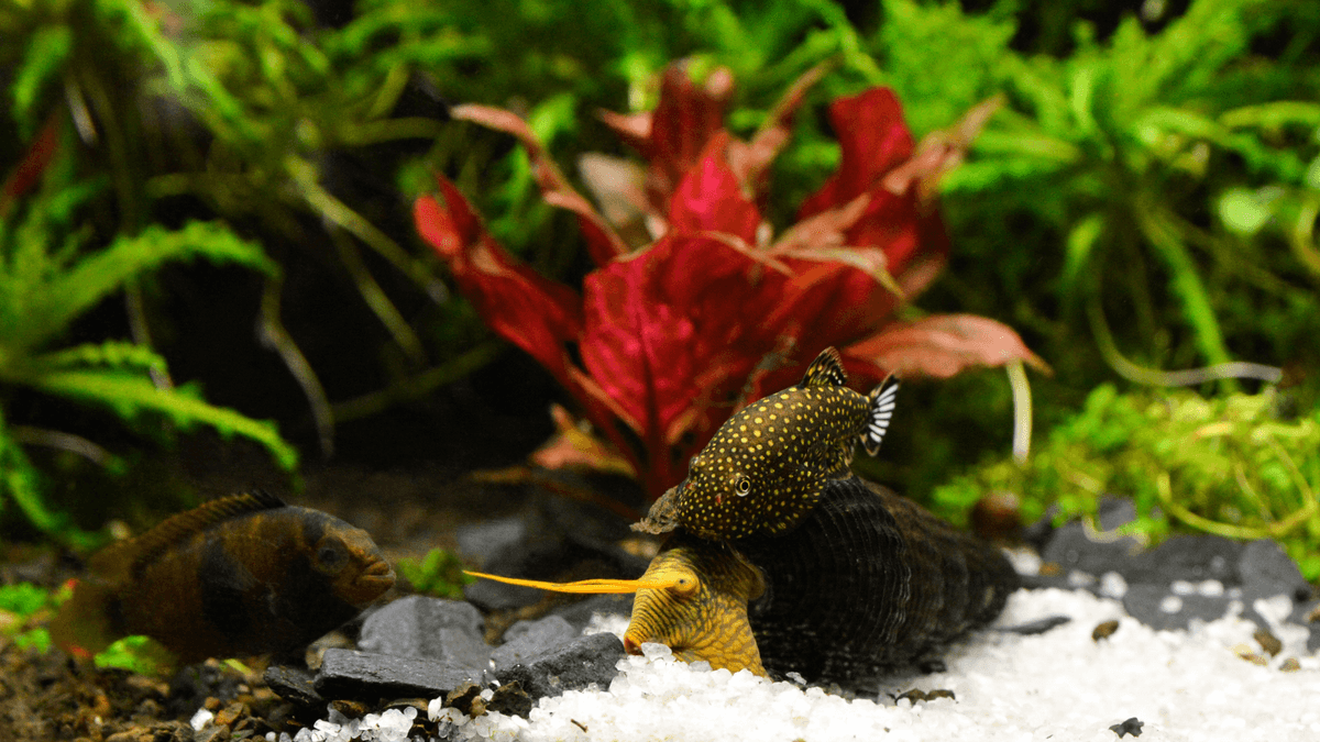 Borneo hillstream loach An image of Borneo hillstream loach
