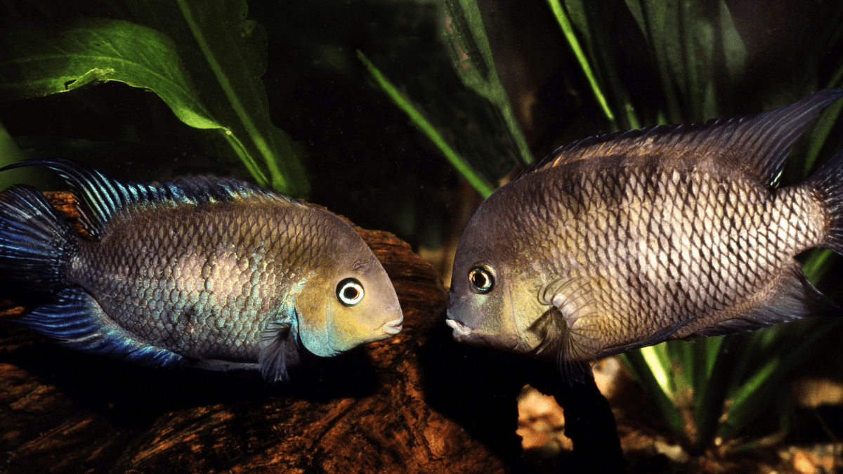 Endangered Species Still Kept by Hobbyists An image of Endangered Species Still Kept by Hobbyists