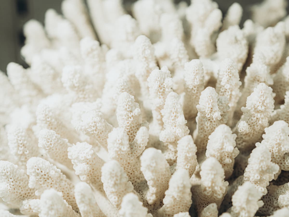 Innovative Solutions to Combat Coral Bleaching An image of Innovative Solutions to Combat Coral Bleaching